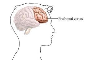 Mối liên hệ giữa tâm và não